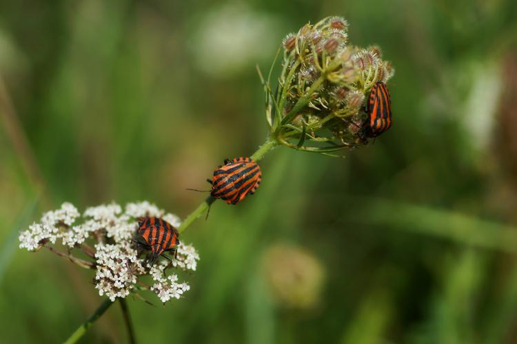 Punaise arlequin - Graphosoma italicum - Ordan-Larroque (Gers) © Laurent Barthe