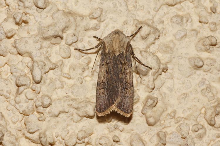 Noctuelle des Renouées - Agrotis puta - Ordan-Larroque (Gers) © Laurent Barthe