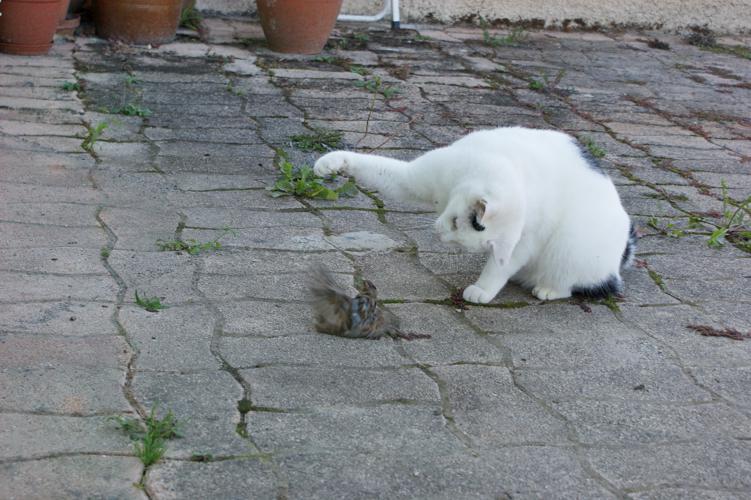 Chat domestique - Felis catus - Auch (Gers) © Laurent Barthe