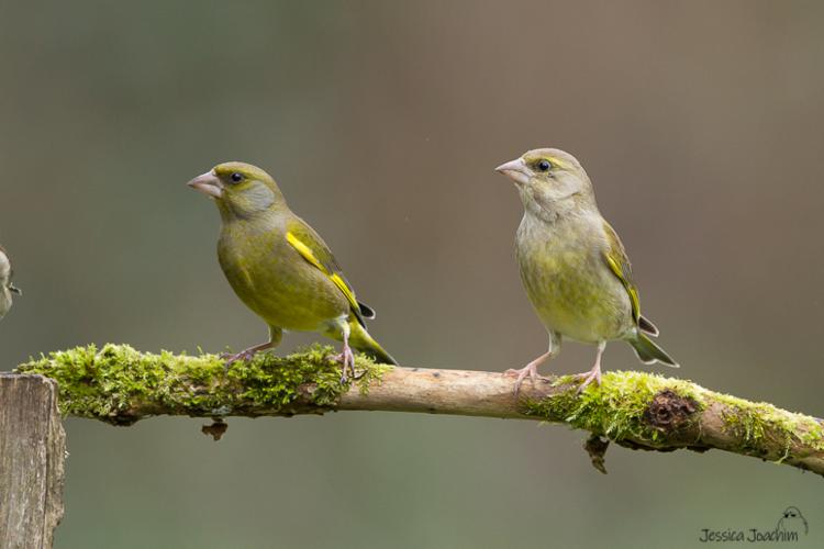 Verdier d'Europe - Carduelis chloris © Jessica Joachim