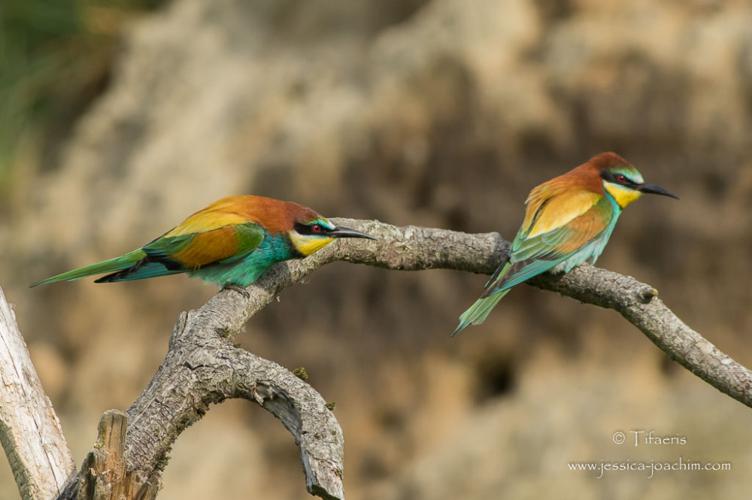 Guêpier d'Europe - Merops apiaster © Jessica Joachim