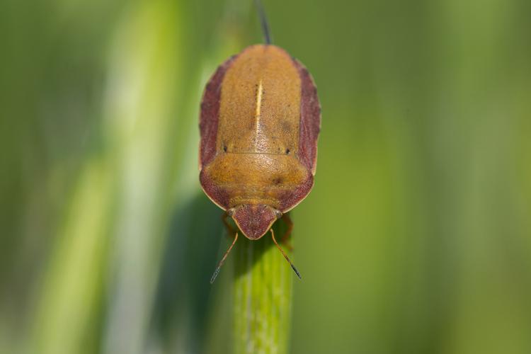 Eurygaster austriaca © Romain Baghi