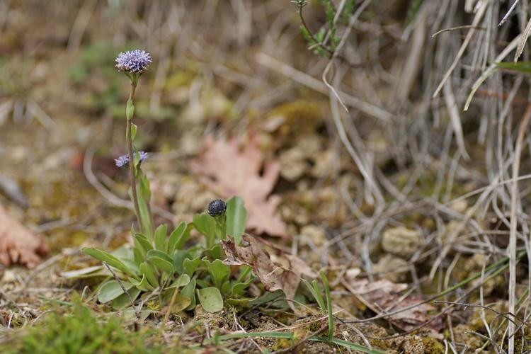 Globulaire commune - Globularia bisnagarica - Pavie © Laurent Barthe