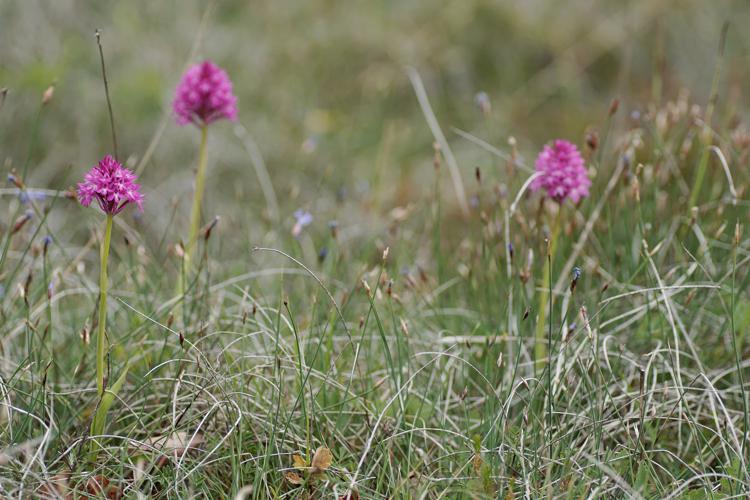 Orchis pyramidal - Anacamptis pyramidalis - Pavie (Gers) © Laurent Barthe