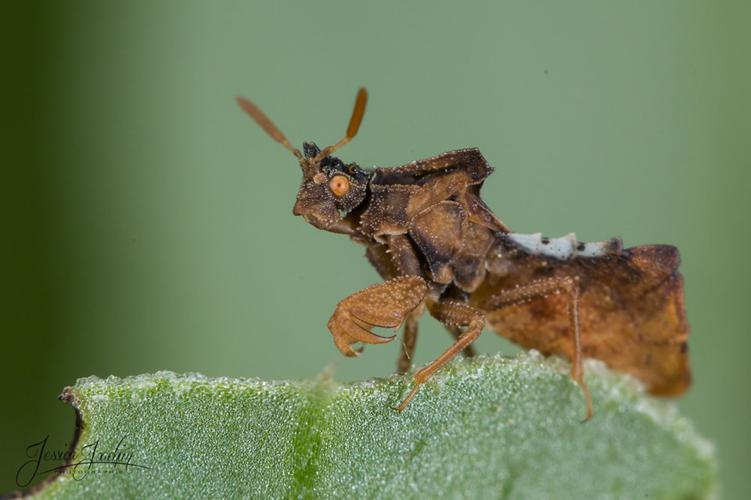 Punaise à pattes de crabe - Phymata crassipes © Jessica Joachim