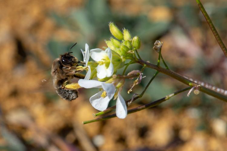 Eucera nigrilabris (femelle) © Romain Baghi