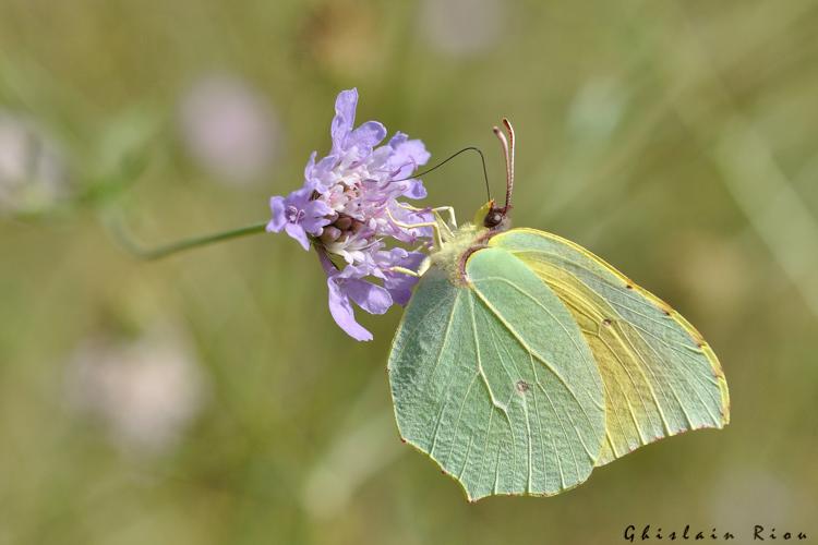 Gonepteryx cleopatra, 2 juillet 2015, La Tour-sur-Orb (34) © Ghislain Riou