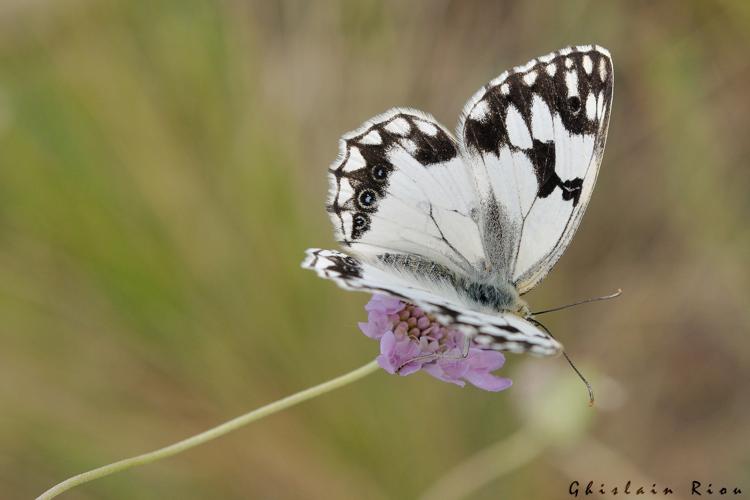 Melanargia lachesis, 3 juin 2015, Lédenon (30) © Ghislain Riou