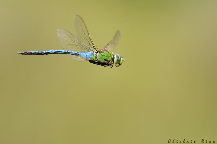 Anax imperator mâle, 11 juin 2015, Lansac (66) © Ghislain Riou