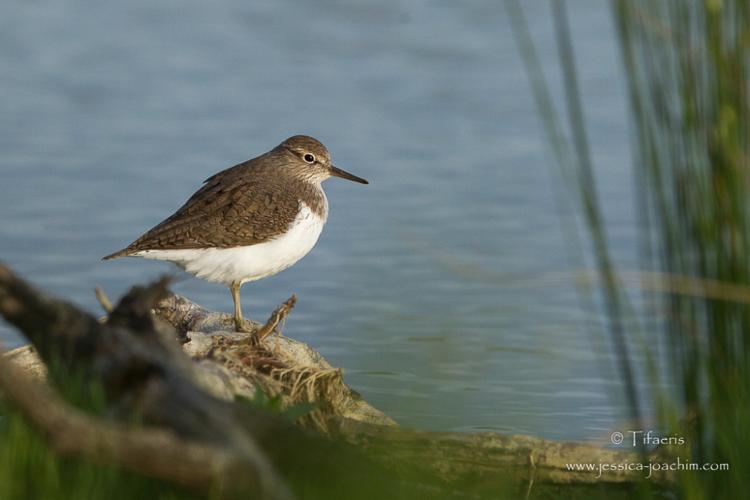 Chevalier guignette - Actitis hypoleucos © Jessica Joachim