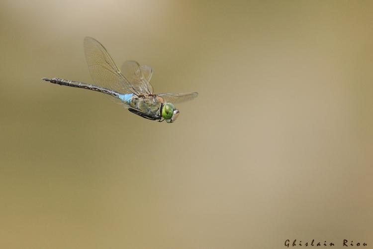 Anax parthenope mâle, 11 juin 2015, Lansac (66) © Ghislain Riou