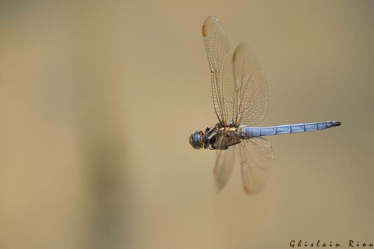 Orthetrum coerulescens mâle, 11 juin 2015, Lansac (66) © Ghislain Riou