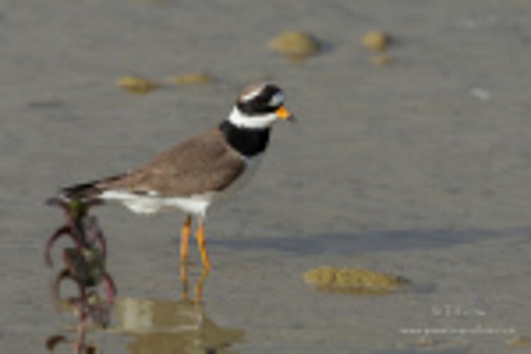 Grand Gravelot - Charadrius hiaticula © Jessica Joachim