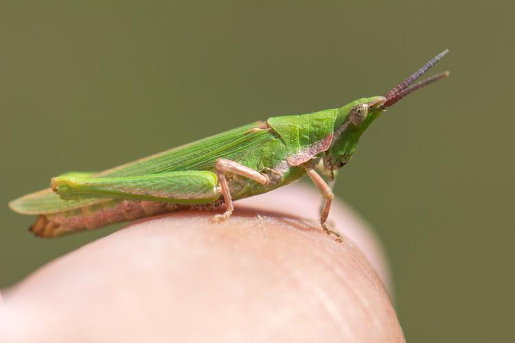 Pyrgomorpha conica (femelle) © Romain Baghi