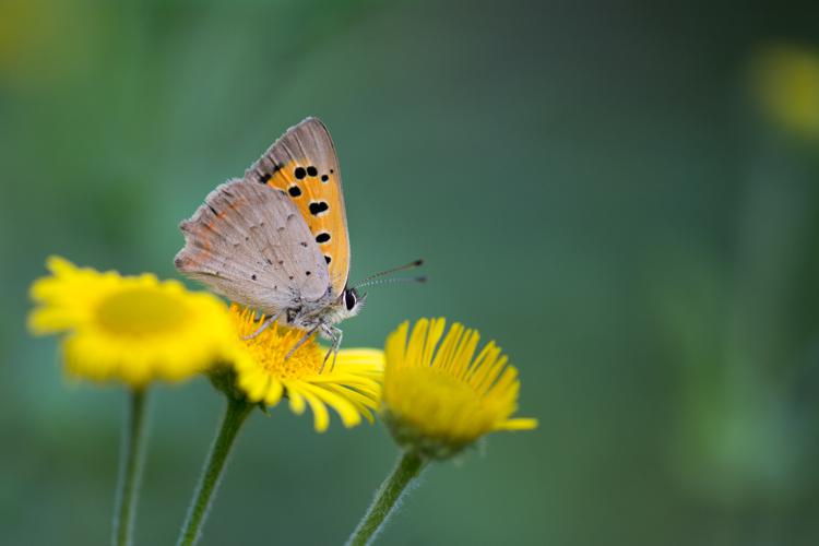 Lycaena phlaeas © Romain Baghi