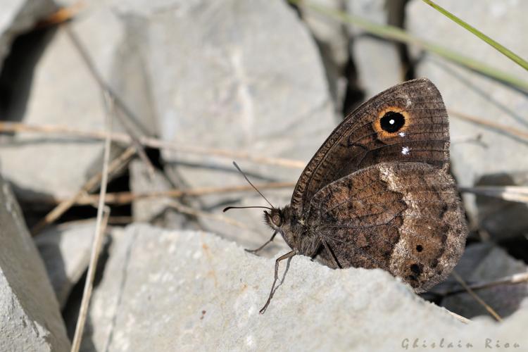 Satyrus ferula, 19 juin 2016, Navacelles (34) © Ghislain Riou