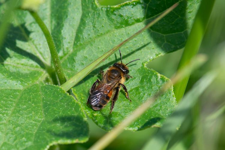 Andrena florea © Romain Baghi