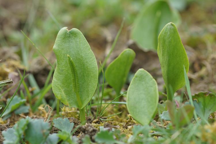 Ophioglosse Langue de serpent - Ophioglossum vulgatum - Ordan-Larroque (Gers) © Laurent Barthe