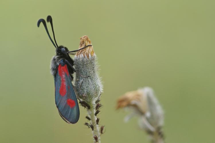 Zygène du Panicaut - Zygaena sarpedon - Ordan-Larroque (Gers) © Laurent Barthe