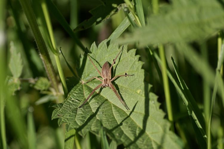 Pisaure admirable - Pisaura mirabilis - Castéra-Lanusse (Hautes-Pyrénées) © Laurent Barthe