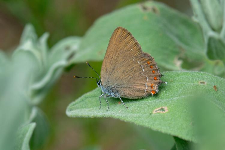 Satyrium esculi © Romain Baghi