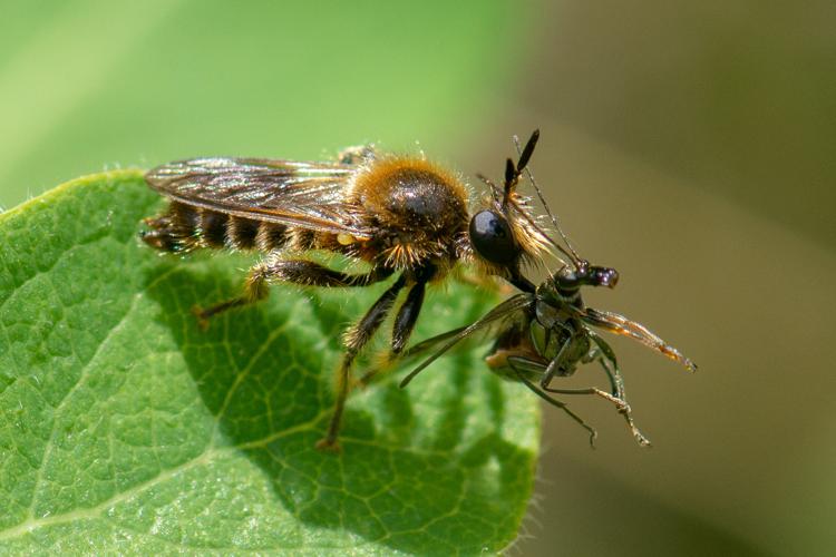 Choerades fuliginosa © Romain Baghi