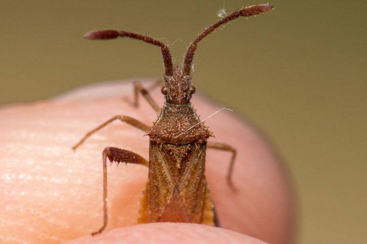 Coriomeris affinis © Romain Baghi