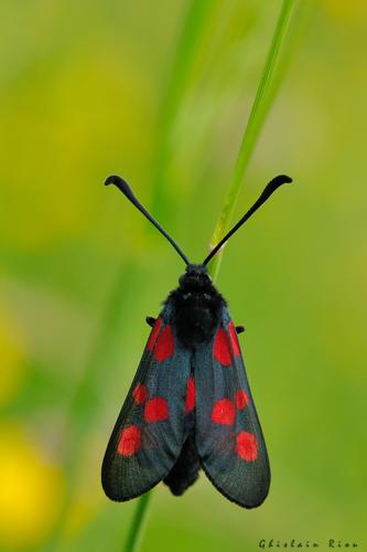 Zygaena trifolii, 18 mai, 2019, Ste-Foy-d'Aigrefeuille (31) © Ghislain Riou