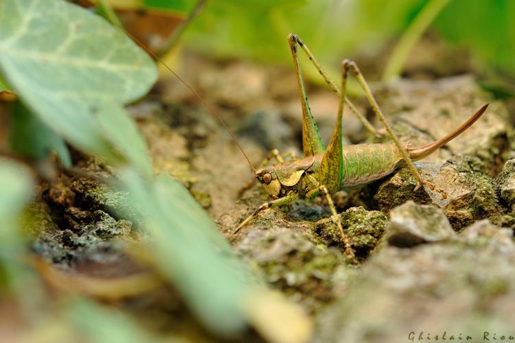 Rhacocleis annulata fem., 20 sept. 2016, Beaucaire (30) © Ghislain Riou