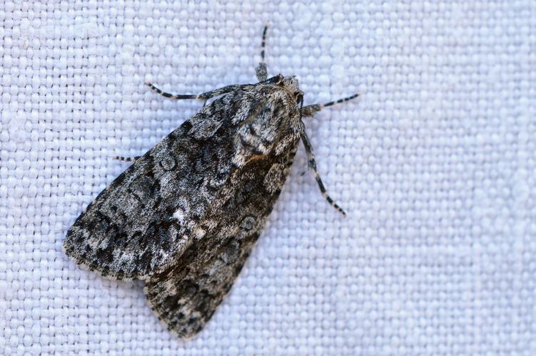 Acronicta rumicis, Ste-Foy-d'Agrefeuille 31 © Ghislain Riou