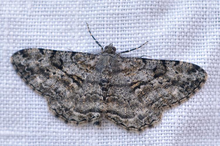 Peribatodes rhomboidaria, Ste-Foy-d'Agrefeuille 31 © 