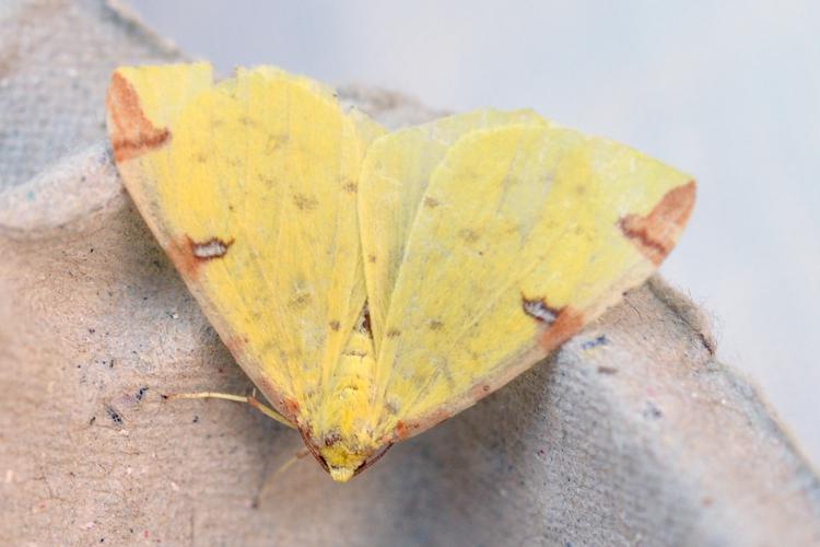 Opisthograptis luteolata, Ste-Foy-d'Agrefeuille 31 © Ghislain Riou