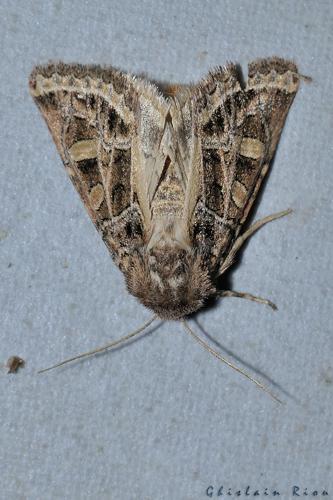 Leucochlaena oditis, Ste-Foy-d'Aigrefeuille 31 © Ghislain Riou