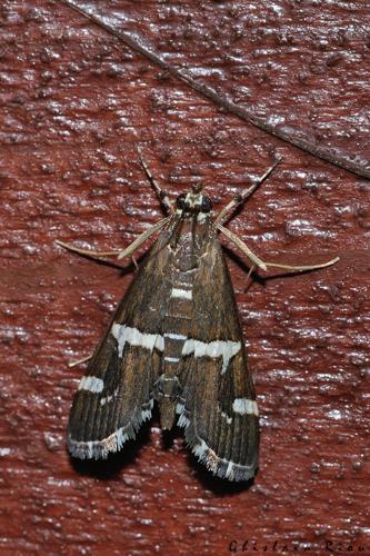 Spoladea recurvalis, Ste-Foy-d'Aigrefeuille 31 © Ghislain Riou