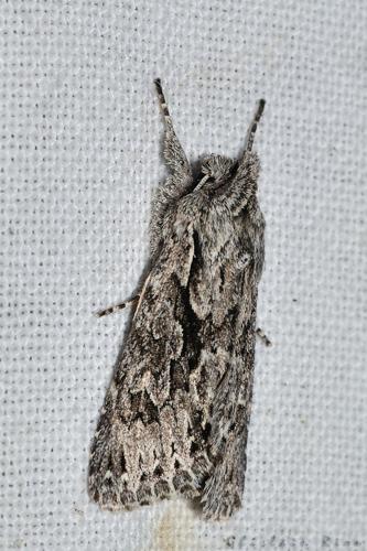 Xylocampa areola, Ste-Foy-d'Aigrefeuille 31 © Ghislain Riou