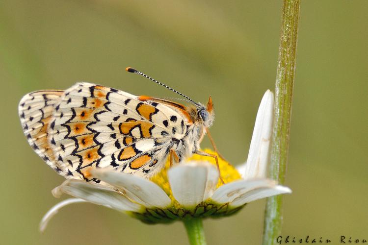 Melitaea cinxia, Ste-Foy-d'Aigrefeuille 31 © Ghislain Riou