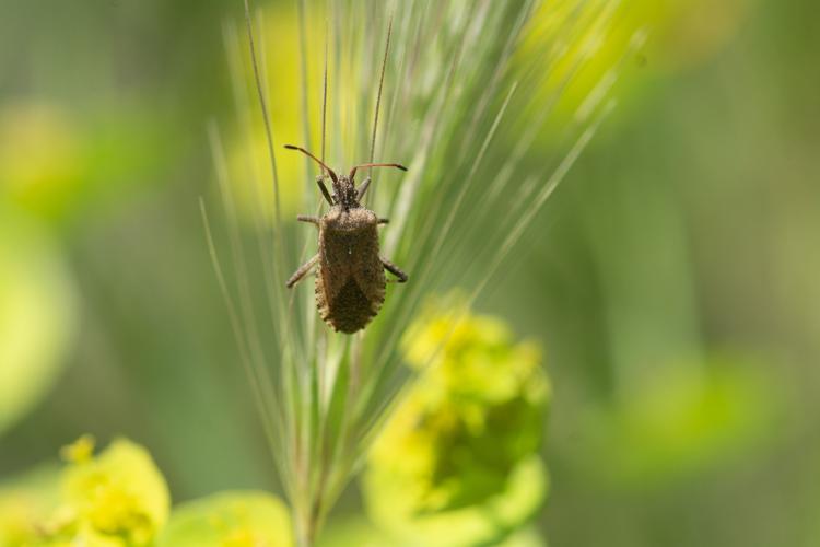 Anoplocerus elevatus © Romain Baghi