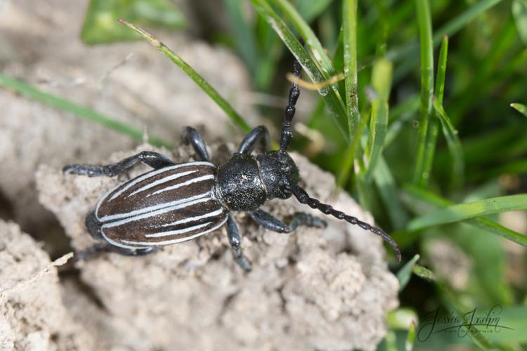 Iberodorcadion pyrenaeum © Jessica Joachim