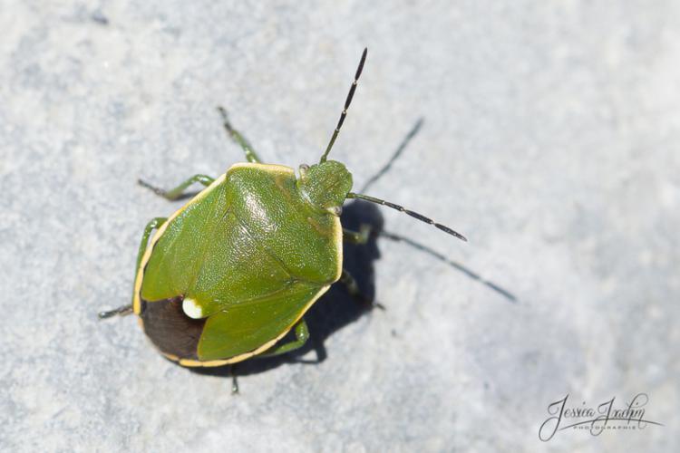 Chlorochroa juniperina © 