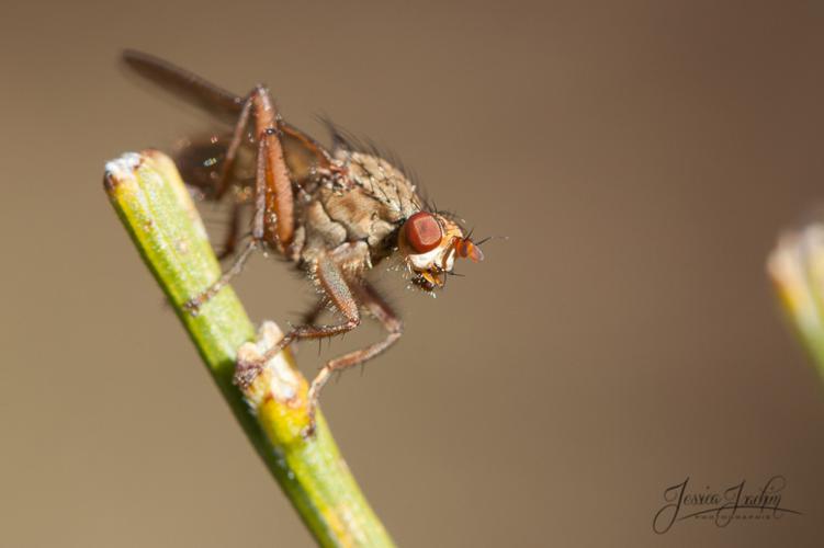 Scathophaga furcata © Jessica Joachim