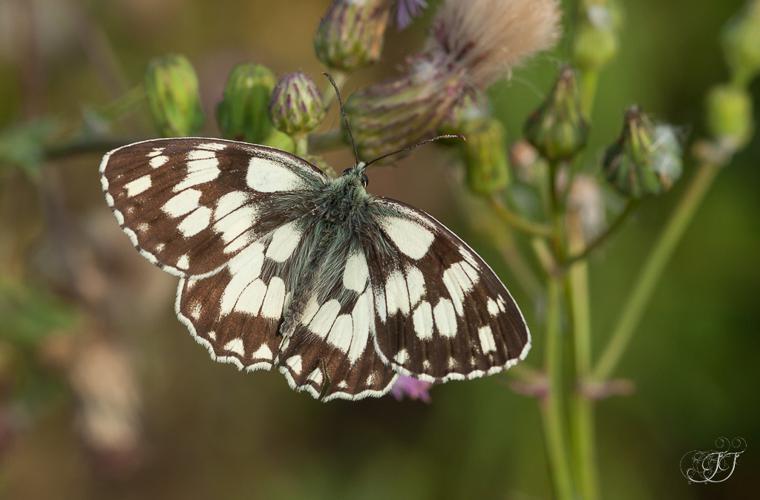 Demi-deuil (Melanargia galathea) © Jessica Joachim