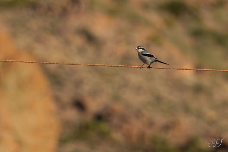 Pie-grièche méridionale (Lanius meridionalis) © Jessica Joachim