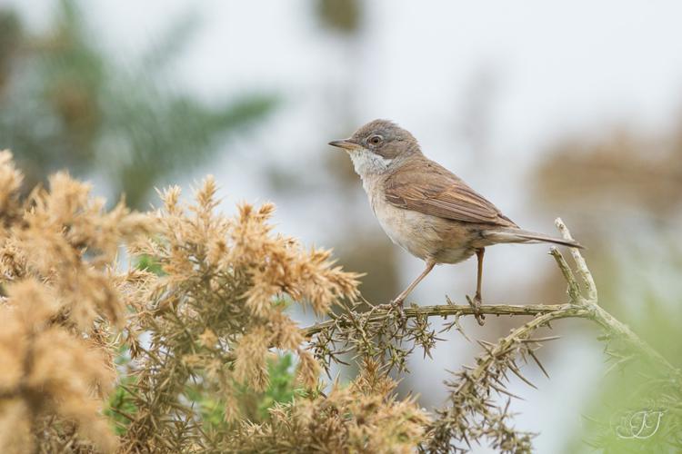 Fauvette grisette (Sylvia communis) © Jessica Joachim