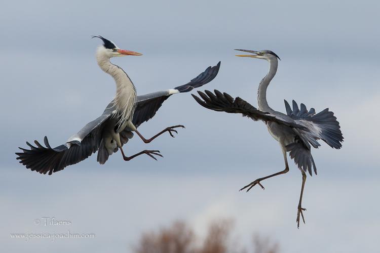 Héron cendré (Ardea cinerea) © Jessica Joachim