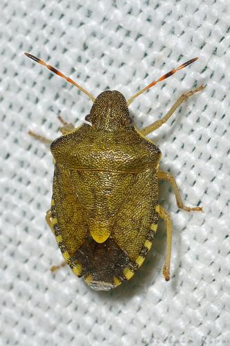 Peribalus strictus vernalis, Toulouse 31 © Ghislain Riou