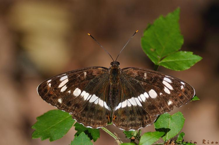 Limenitis camilla, Fonbeauzard 31 © Ghislain Riou