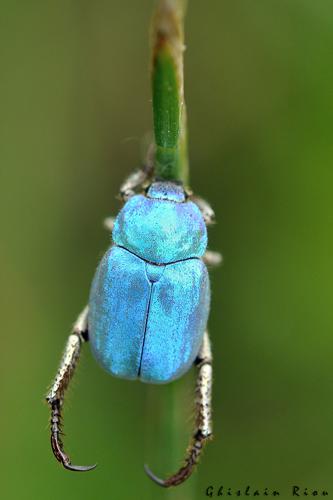 Hoplia coerulea, Pointis Inard 31 © Ghislain Riou