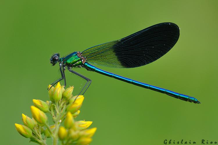 Calopteryx xanthostoma, Portet-sur-Garonne 31 © Ghislain Riou