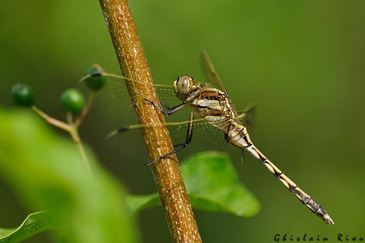 Orthetrum albistylum, Portet-sur-Garonne 31 © Ghislain Riou