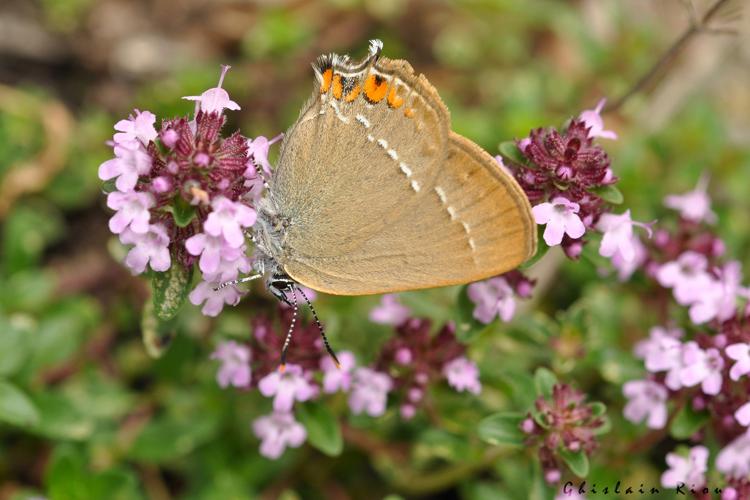 Satyrium acaciae, Querigut 09 © Ghislain Riou